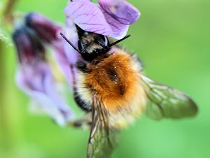 Ackerhummel