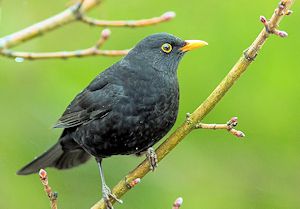 Amsel