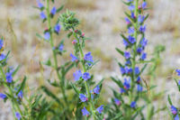 Blauer Natterkopf