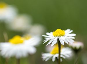 Gänseblümchen