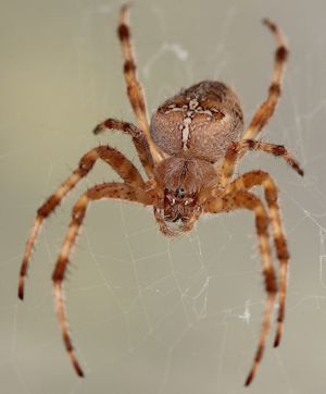 Gartenkreuzspinne