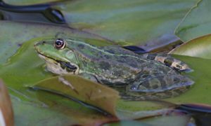 Teichfrosch